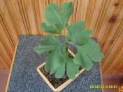 AUCTION.BG -  - , 